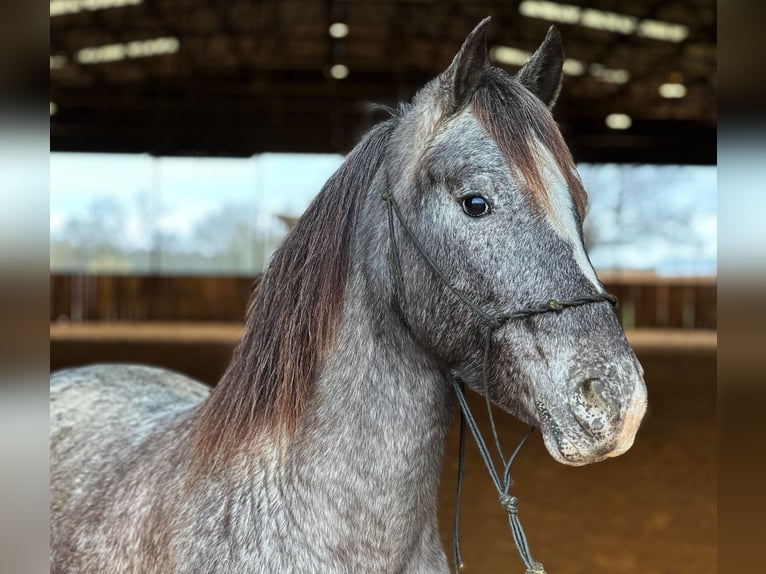 Amerikansk ponny Valack 6 år 140 cm Grå in Jacksboro TX