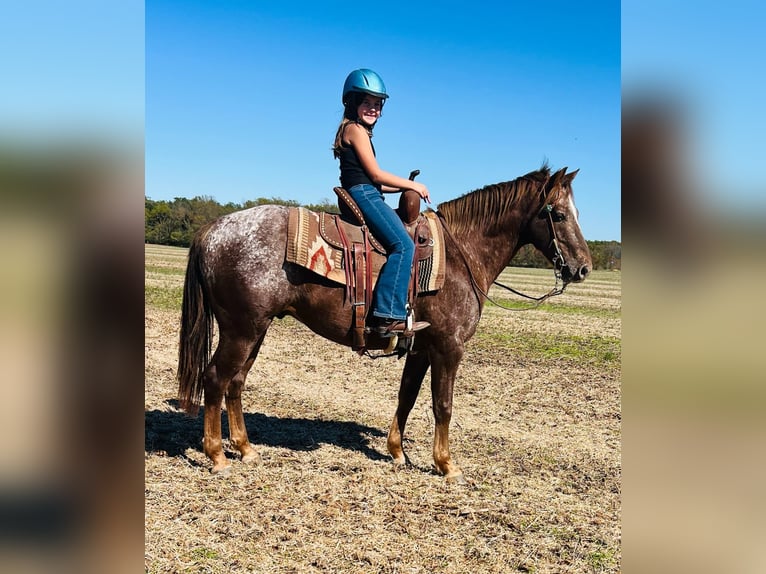 Amerikansk ponny Valack 6 år 142 cm Rödskimmel in Charleston, IL