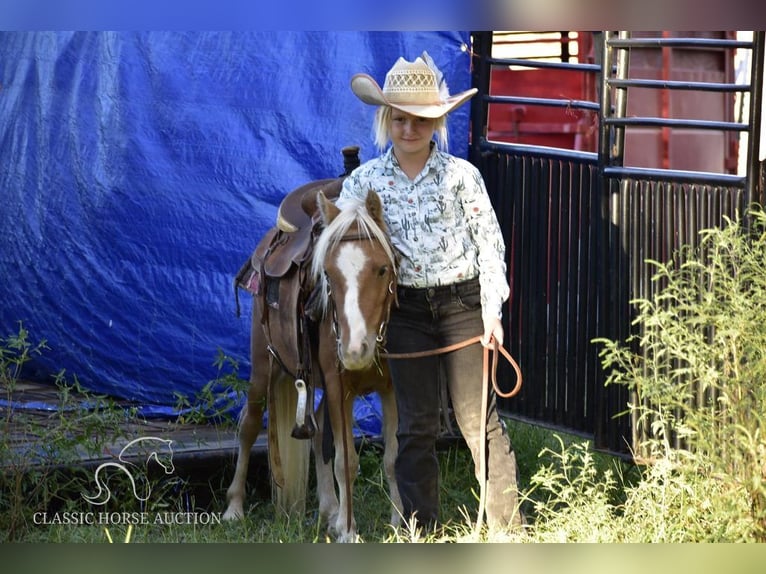 Amerikansk ponny Valack 6 år 91 cm Palomino in Antlers, OK