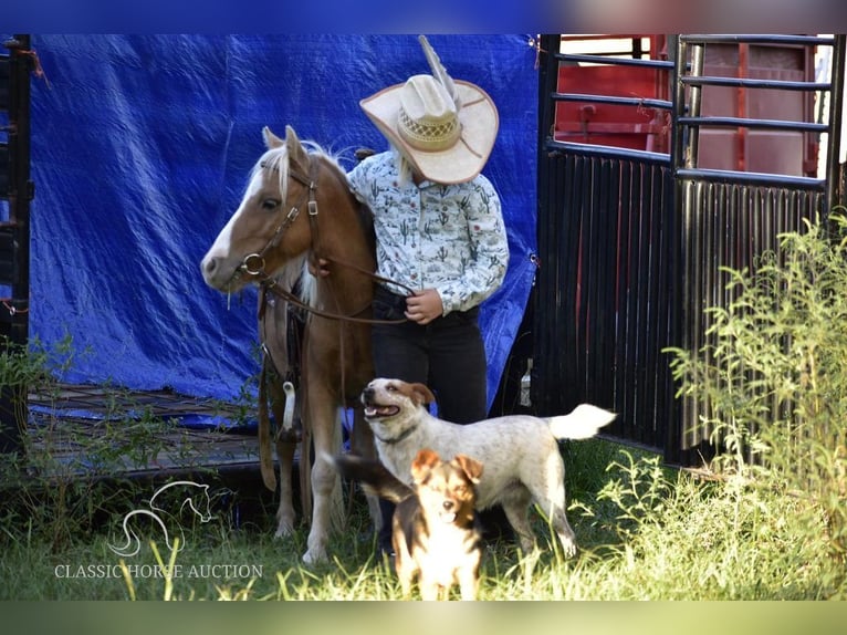 Amerikansk ponny Valack 6 år 91 cm Palomino in Antlers, OK