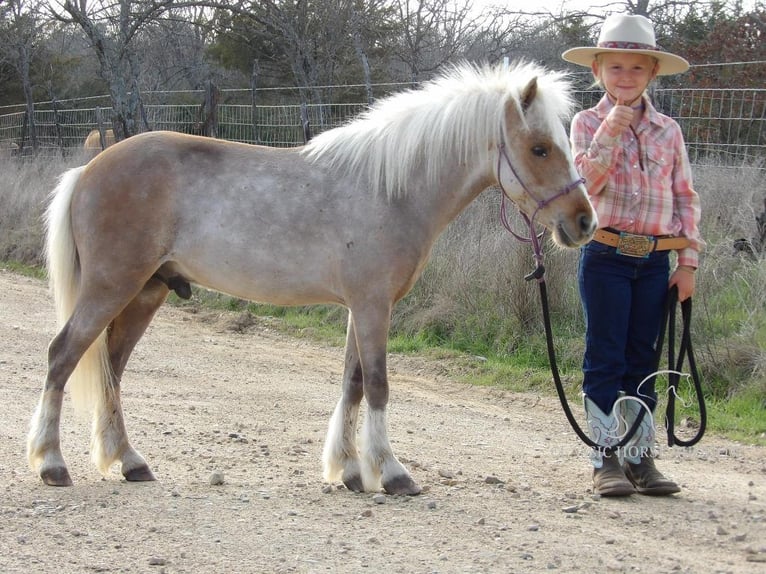 Amerikansk ponny Valack 6 år 91 cm Palomino in Antlers, OK