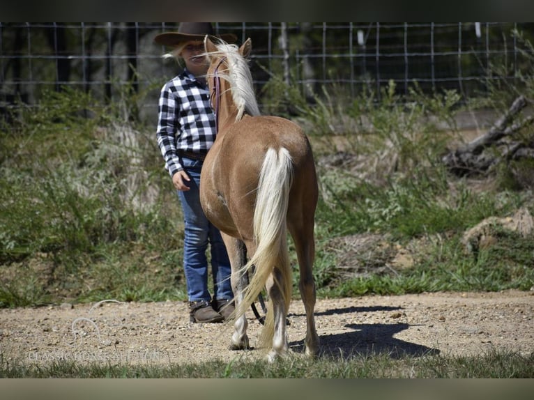 Amerikansk ponny Valack 6 år 91 cm Palomino in Antlers, OK