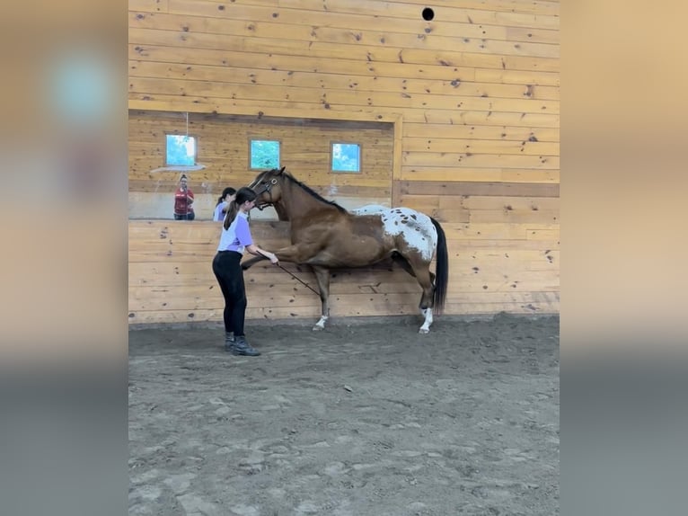 Amerikansk ponny Valack 7 år 142 cm Brun in Bethany, CT