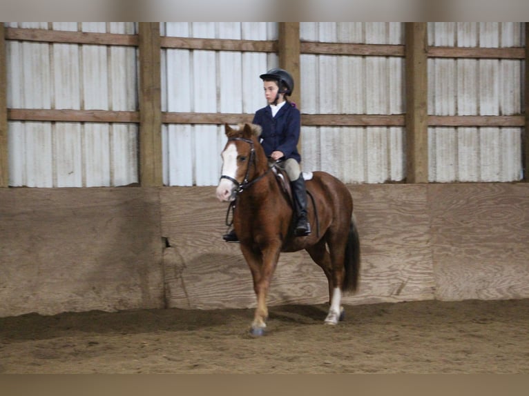 Amerikansk ponny Valack 7 år Fux in Highland MI