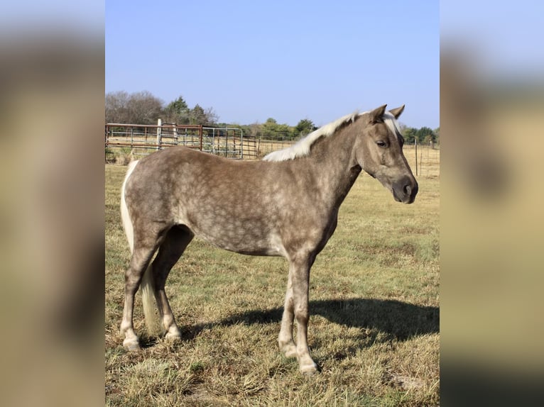 Amerikansk ponny Valack 8 år 112 cm Grå in Ravenna TX