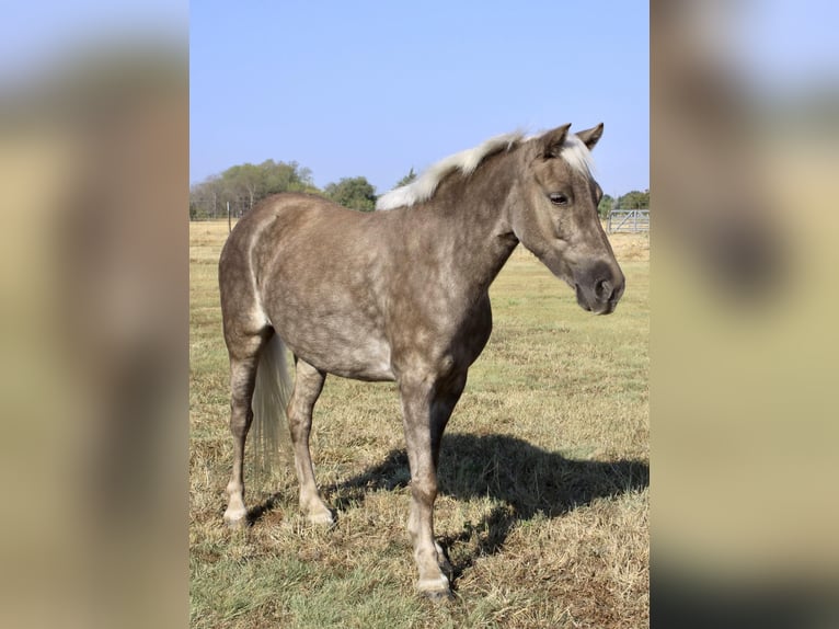 Amerikansk ponny Valack 8 år 112 cm Grå in Ravenna TX