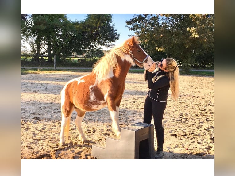 Amerikansk ponny Valack 9 år 102 cm Tobiano-skäck-alla-färger in Riverhead NY