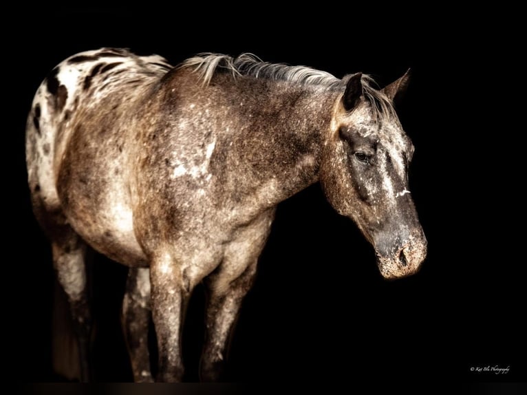 Amerikansk ponny Valack 9 år 137 cm Grå in Mount Vernon, MO