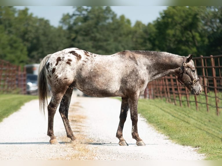 Amerikansk ponny Valack 9 år 137 cm Grå in Mount Vernon, MO