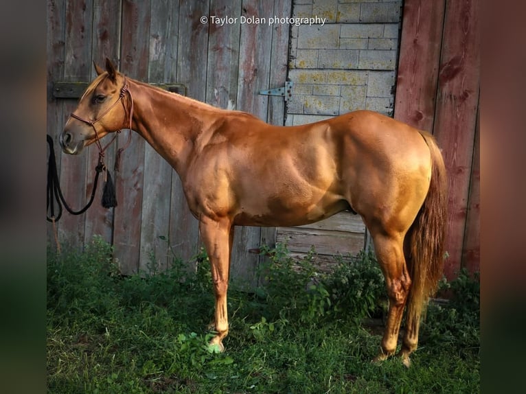 Amerikansk ponny Valack 9 år 147 cm Fux in Dubuque, IA