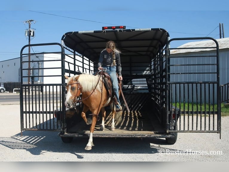 Amerikansk ponny Valack 9 år Palomino in Weatherford TX