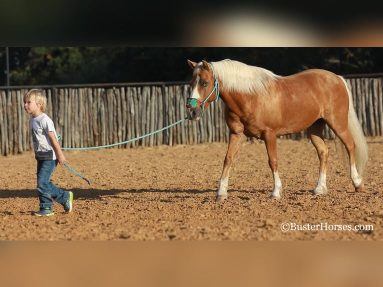 Amerikansk ponny Valack 9 år Palomino in Weatherford TX