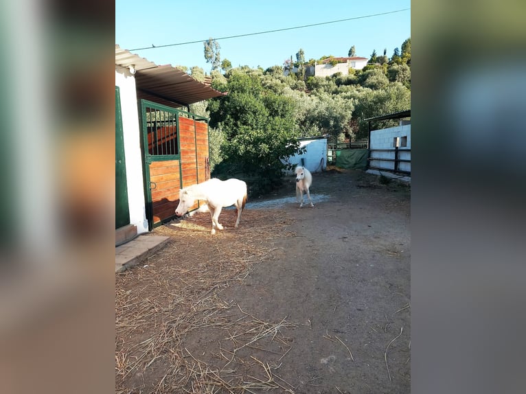 Amerykański koń miniaturowy Klacz 10 lat Cremello in Mijas
