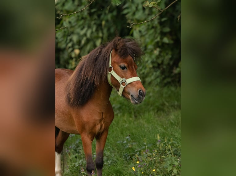 Amerykański koń miniaturowy Klacz 11 lat 85 cm Cremello in Eging am See