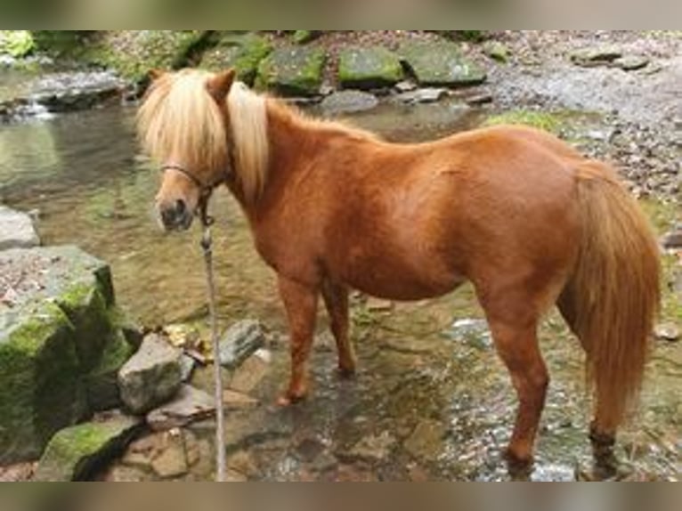 Amerykański koń miniaturowy Klacz 11 lat 94 cm Kasztanowata in Straubenhardt