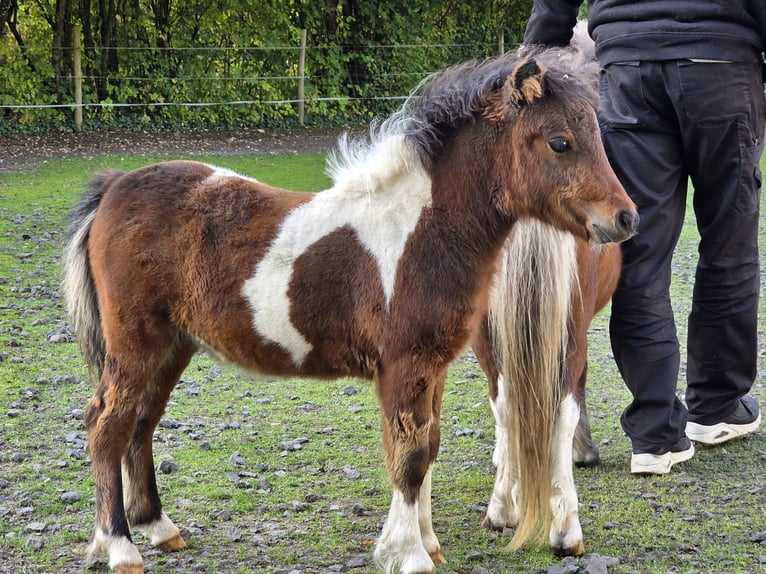 Amerykański koń miniaturowy Klacz 13 lat 79 cm Srokata in Büdingen