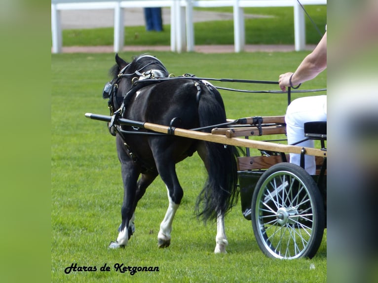 Amerykański koń miniaturowy Klacz 1 Rok Overo wszelkich maści in PONLAT-TAILLEBOURG