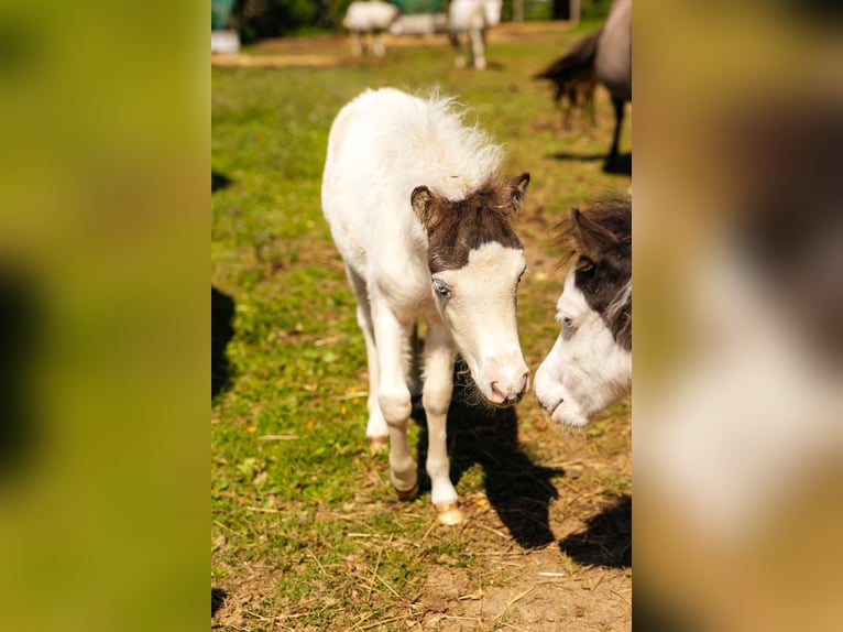 Amerykański koń miniaturowy Klacz 1 Rok Tovero wszelkich maści in Söhlde