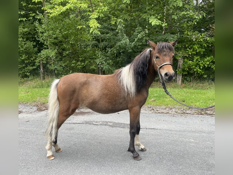 Amerykański koń miniaturowy Klacz 2 lat 78 cm Tobiano wszelkich maści in Bad Bentheim