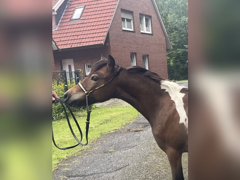 Amerykański koń miniaturowy Klacz 2 lat 78 cm Tobiano wszelkich maści in Bad Bentheim