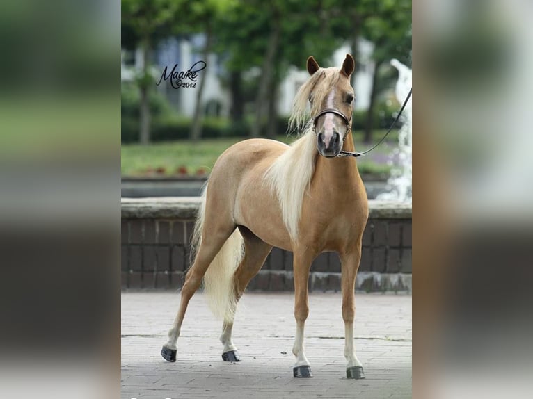 Amerykański koń miniaturowy Klacz 2 lat 78 cm Tobiano wszelkich maści in Bad Bentheim