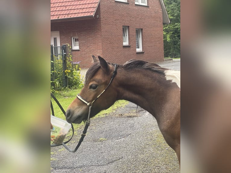 Amerykański koń miniaturowy Klacz 2 lat 78 cm Tobiano wszelkich maści in Bad Bentheim