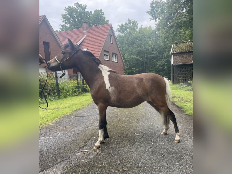 Amerykański koń miniaturowy Klacz 2 lat 78 cm Tobiano wszelkich maści in Bad Bentheim