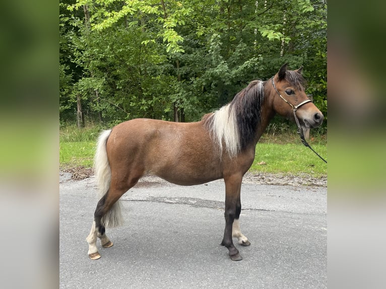 Amerykański koń miniaturowy Klacz 2 lat 78 cm Tobiano wszelkich maści in Bad Bentheim