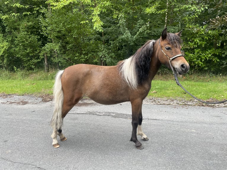 Amerykański koń miniaturowy Klacz 2 lat 78 cm Tobiano wszelkich maści in Bad Bentheim
