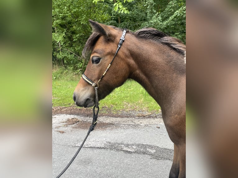Amerykański koń miniaturowy Klacz 2 lat 78 cm Tobiano wszelkich maści in Bad Bentheim