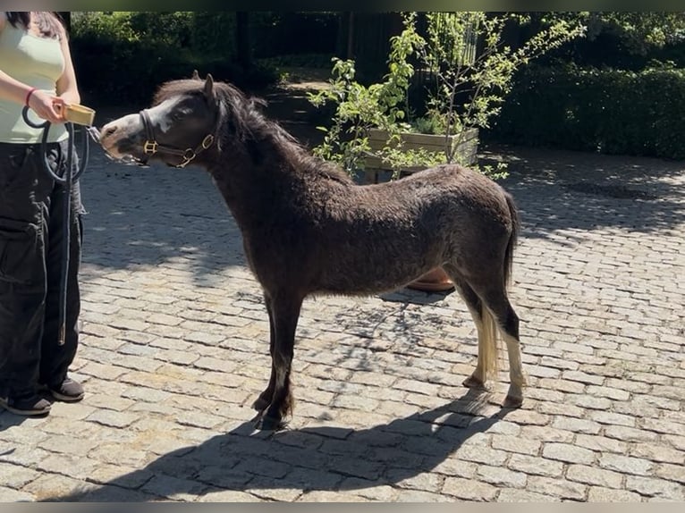 Amerykański koń miniaturowy Klacz 5 lat 81 cm Jelenia in Aarschot