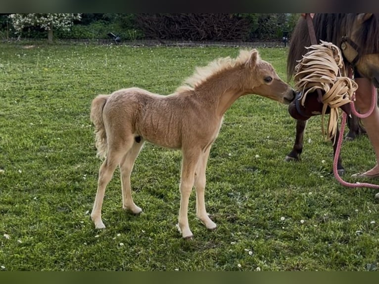 Amerykański koń miniaturowy Klacz 5 lat 81 cm Jelenia in Aarschot