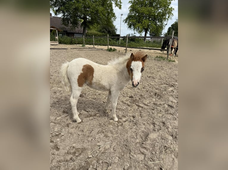 Amerykański koń miniaturowy Klacz 5 lat 81 cm Jelenia in Aarschot