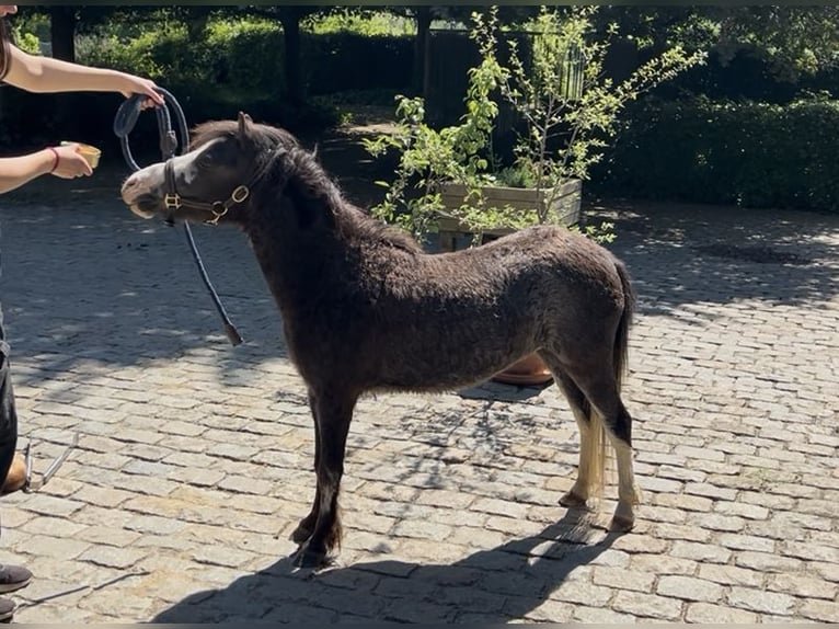 Amerykański koń miniaturowy Klacz 5 lat 81 cm Jelenia in Aarschot