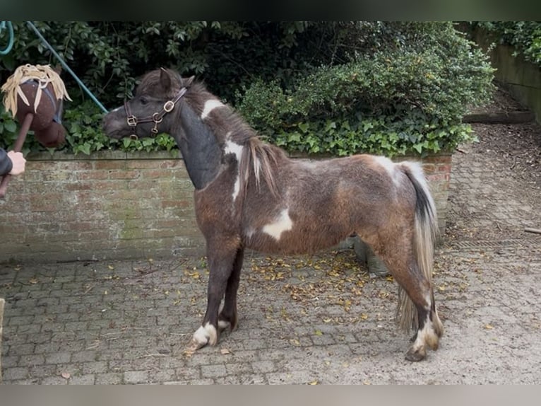 Amerykański koń miniaturowy Klacz 5 lat 81 cm Jelenia in Aarschot