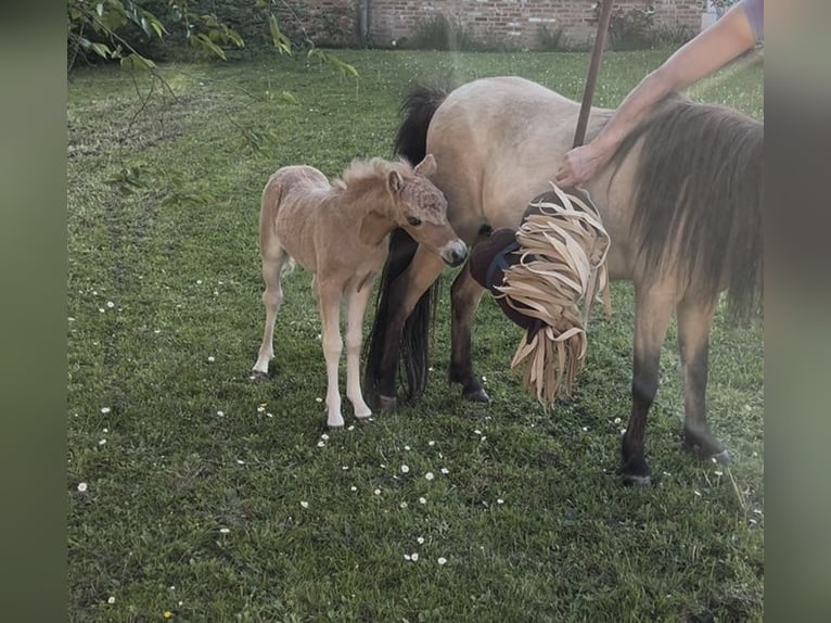 Amerykański koń miniaturowy Klacz 5 lat 81 cm Jelenia in Aarschot