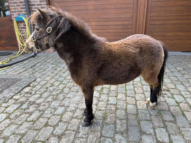 Amerykański koń miniaturowy Klacz 5 lat 81 cm Jelenia in Aarschot