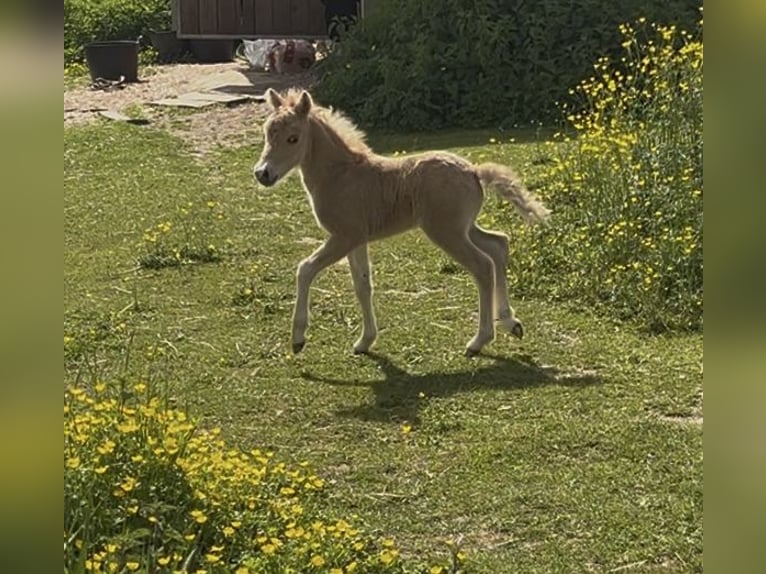Amerykański koń miniaturowy Klacz 5 lat 81 cm Jelenia in Aarschot