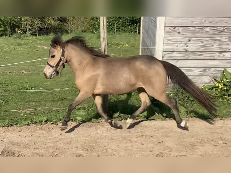 Amerykański koń miniaturowy Klacz 5 lat 81 cm Jelenia in Aarschot
