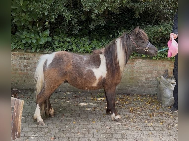 Amerykański koń miniaturowy Klacz 5 lat 81 cm Jelenia in Aarschot