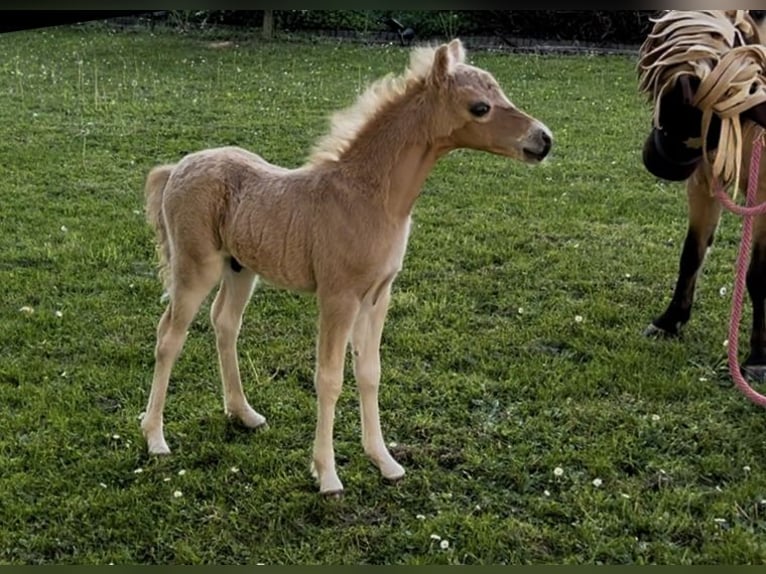 Amerykański koń miniaturowy Klacz 5 lat 81 cm Jelenia in Aarschot