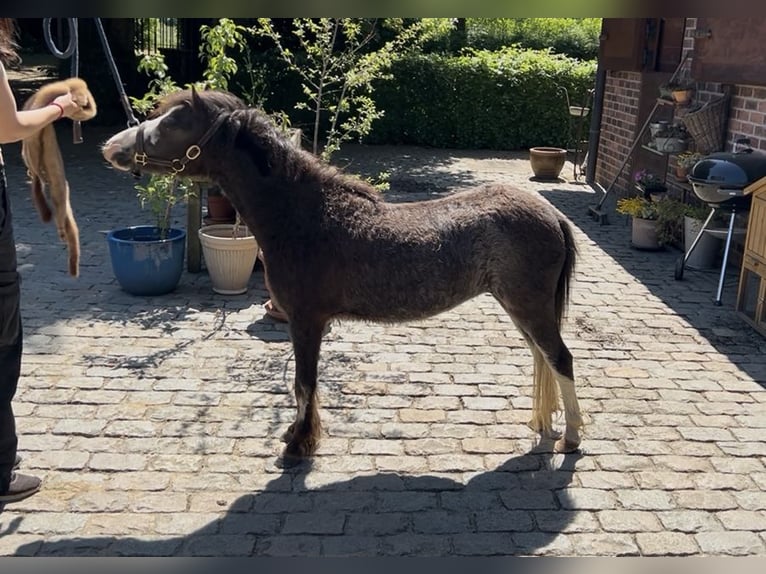 Amerykański koń miniaturowy Klacz 5 lat 81 cm Jelenia in Aarschot