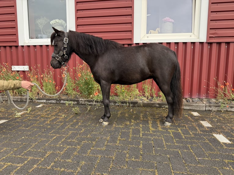 Amerykański koń miniaturowy Klacz 5 lat 93 cm Kara in Hennef