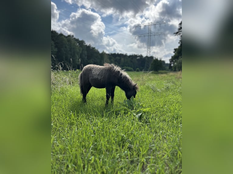 Amerykański koń miniaturowy Mix Klacz 7 lat 83 cm Tarantowata in Bestensee