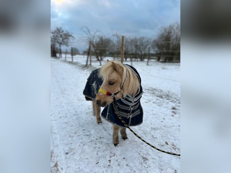 Amerykański koń miniaturowy Klacz 9 lat 92 cm Izabelowata in Bruchsal