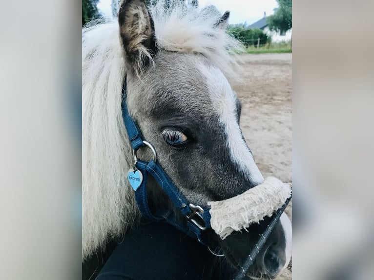 Amerykański koń miniaturowy Ogier 11 lat in Schwörstadt