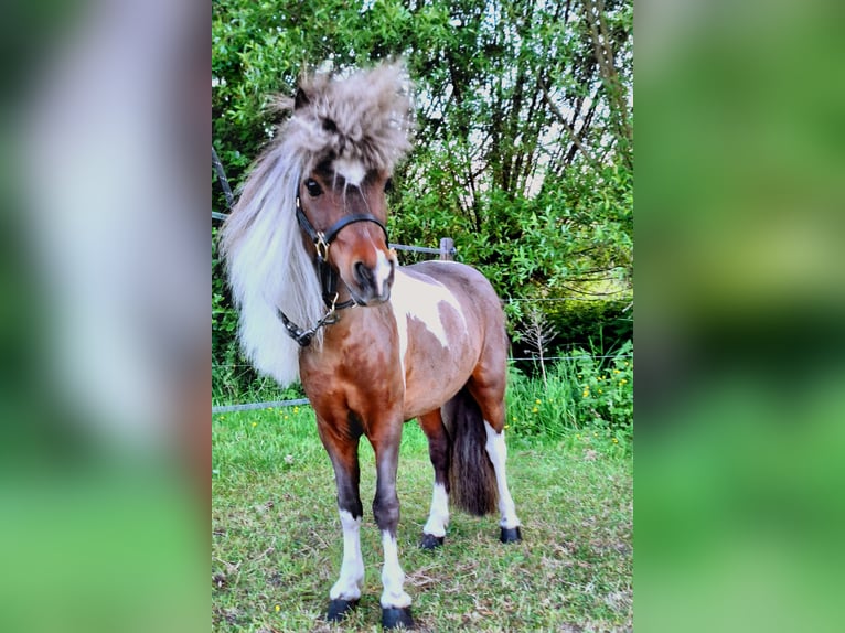 Amerykański koń miniaturowy Ogier 14 lat 85 cm Srokata in MoerzekeHAMME