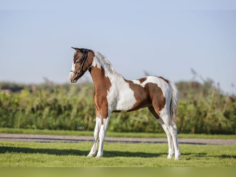 Amerykański koń miniaturowy Ogier 1 Rok 88 cm Srokata in Kruisland