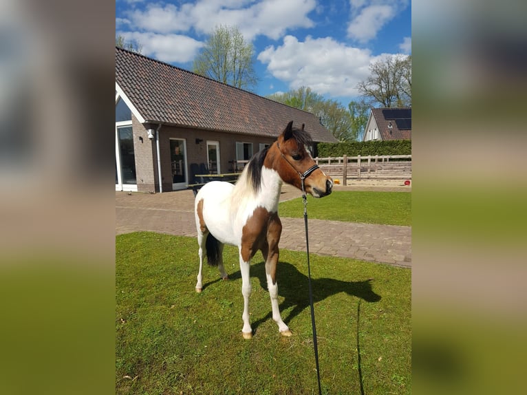 Amerykański koń miniaturowy Ogier 1 Rok Srokata in schaijk