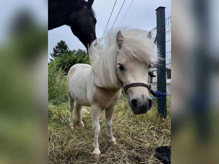 Amerykański koń miniaturowy Ogier 2 lat 83 cm Tobiano wszelkich maści in Noyers saint Martin